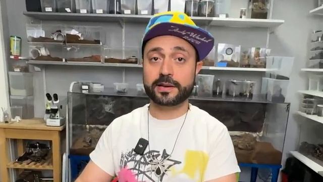 ULTIMATE GOLDEN BLUE LEG BABOON CARE GUIDE ! (Harpactira pulchripes) смотреть онлайн