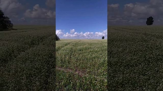 Цветет гречиха. смотреть онлайн