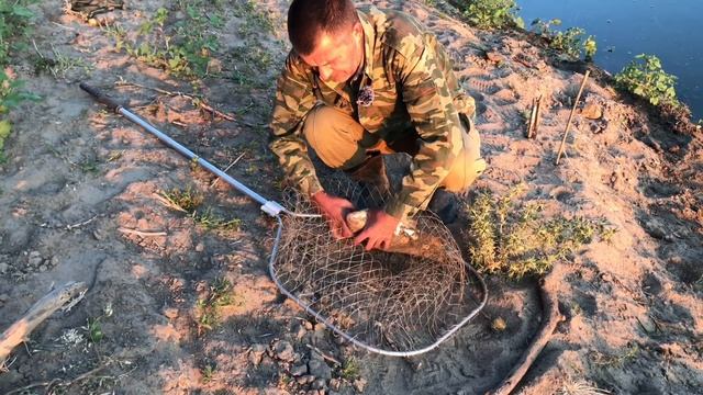 Первая сентябрьская рыбалка на сазана на Ахтубе (на закидушки на макуху) смотреть онлайн