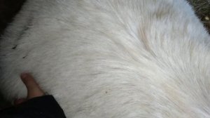 сукотность (беременность) козы 3 месяца / пытаюсь нащупать шевеления козлят