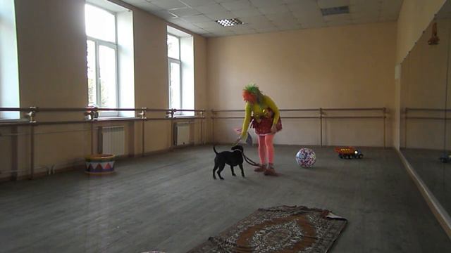 Бультерьер трюк смотреть онлайн