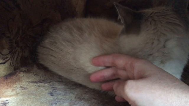 КОШКА МУСЯ СПИТ НА НОВОМ МЕСТЕ! ВРЕМЕННЫЙ ДОМИК! смотреть онлайн