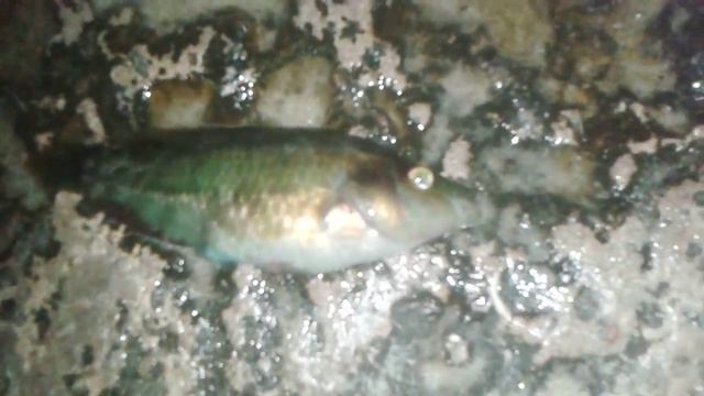 Неизвестная рыба Черного Моря смотреть онлайн