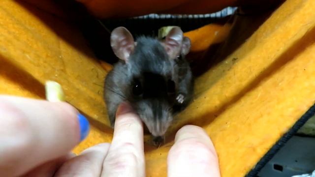 Крысы "Rattus Rattus"! ? Сказ о том, как Росс питерским раттусам пищалку сломал. ? (Wild Rats) ? смотреть онлайн