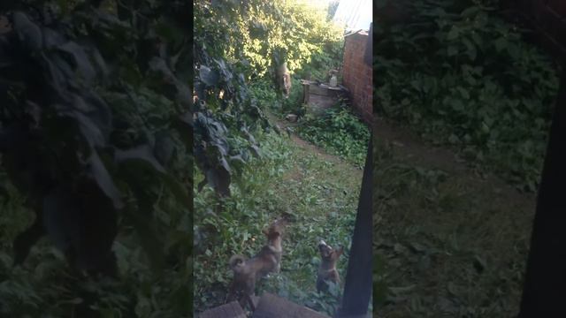 Щенок ЗСЛ "работает" по "кунице" смотреть онлайн