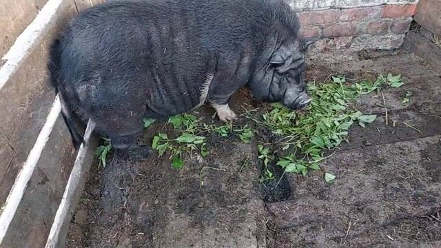 Покастрировали облысел.вьетнамский хряк. смотреть онлайн