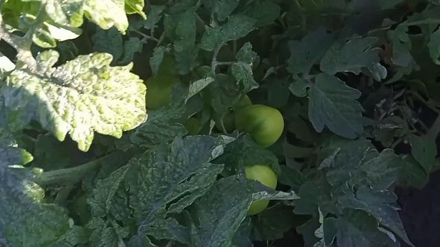 ОГОРОД СГОРИТ ЗА НОЧЬ! И все подкормки прахом! Обязательно обработайте растения, а то будет КАПУТ. смотреть онлайн