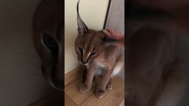Милые котята Каракала смотреть онлайн