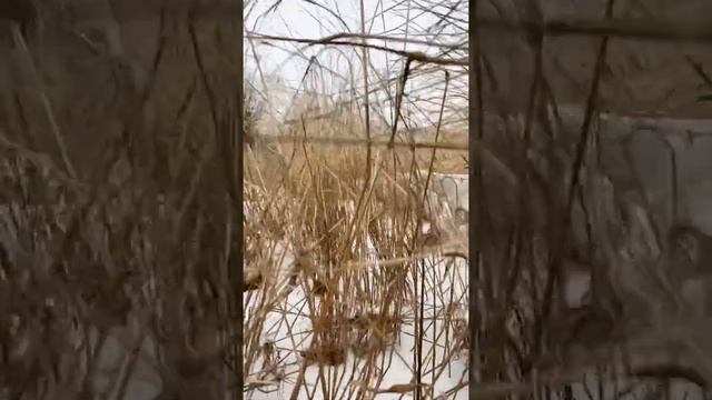 Тайга Варяг 550V Тест. смотреть онлайн