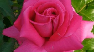 ВАЛЬС ЦВЕТОВ!!! КРАСИВАЯ МУЗЫКА ДЛЯ ДУШИ!!!