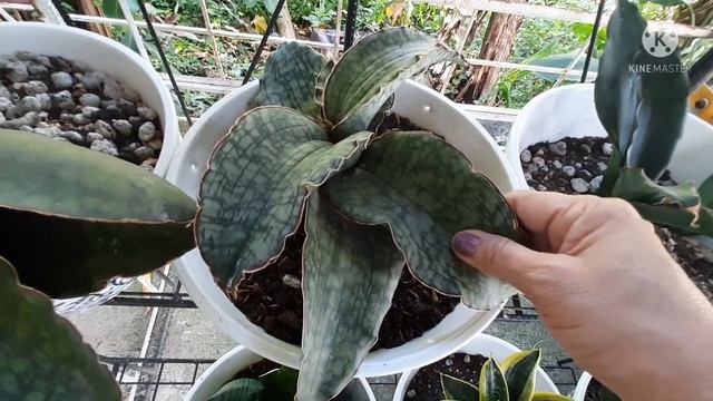 Sansevieria/Snake plant Collection (Garden Tour) AteMY TV смотреть онлайн