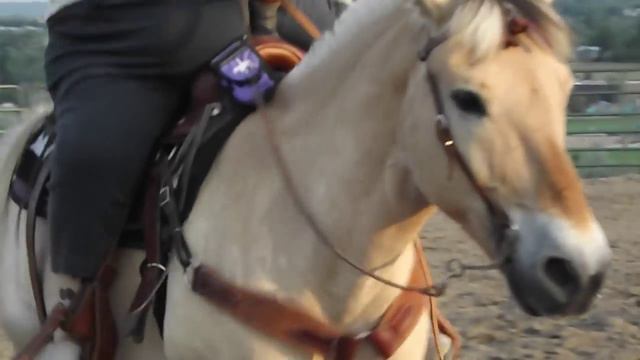 The Norwegian Fjord Horse