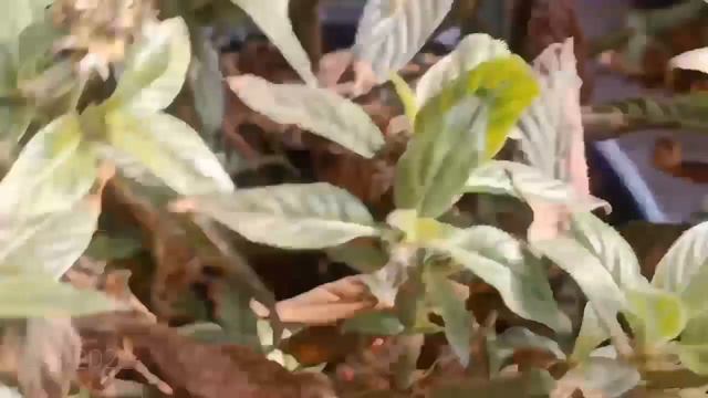 Pentas Flowering Plant Grow From Cutting Beautiful Flowers 🌺🌺🌺🌺🌺