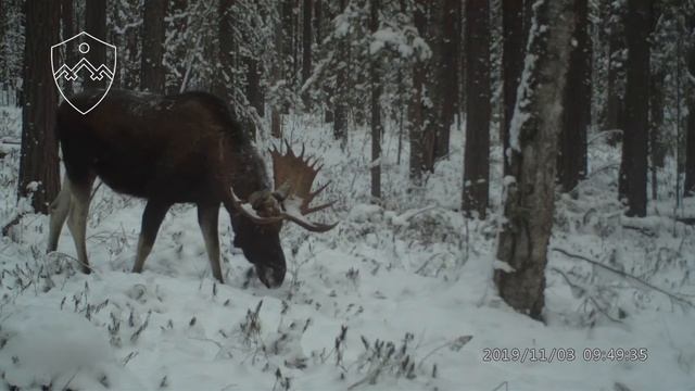 Лосиха и лось, зима 2019 смотреть онлайн