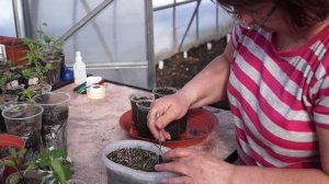 Газания-гацания из семян.Как посеять,вырастить и пикировать газанию-гацанию.