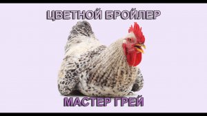 МАСТЕР ГРЕЙ цветной бройлер