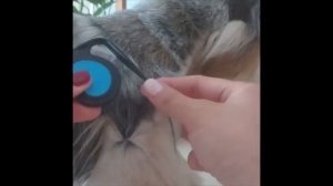 Колтунорез Капля