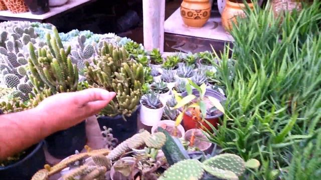 Cactus Verities That can Grow without Sunlight - बिना धूप जीवित रहने वाले सजावटी कैक्टस смотреть онлайн
