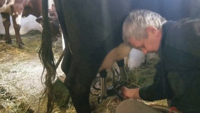 Вечерняя управа Проба на мастит Уменьшаем поголовье Продаются нетели смотреть онлайн