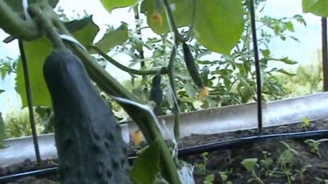 Капельный полив своими руками