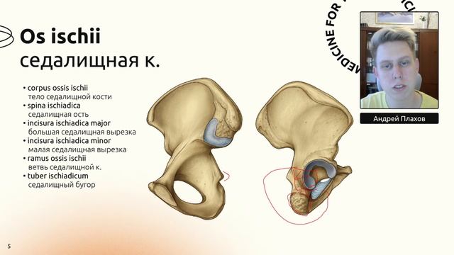 Анатомия тазовой кости (os coxae) смотреть онлайн