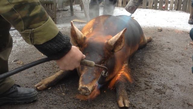 Смалим кабана смотреть онлайн