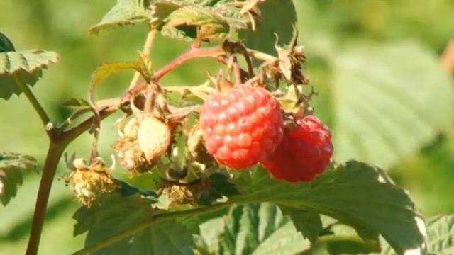 День малинового варенья смотреть онлайн