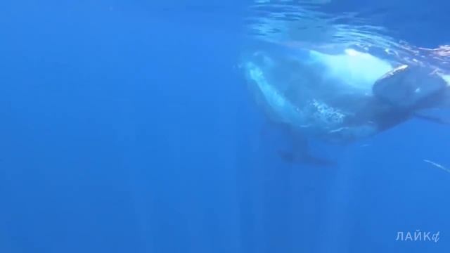 Спасение огромного кита из сети. Китёнок попросил дайверов о помощи смотреть онлайн