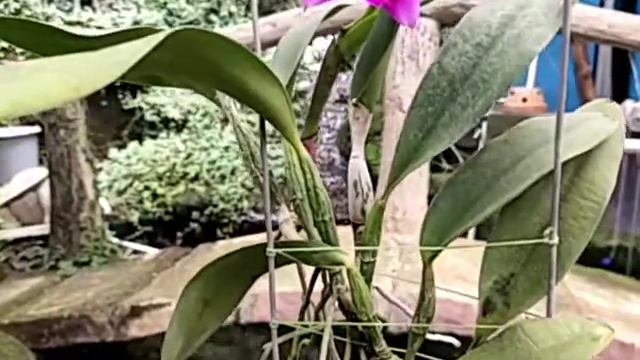 Cattleya Aloha Case смотреть онлайн