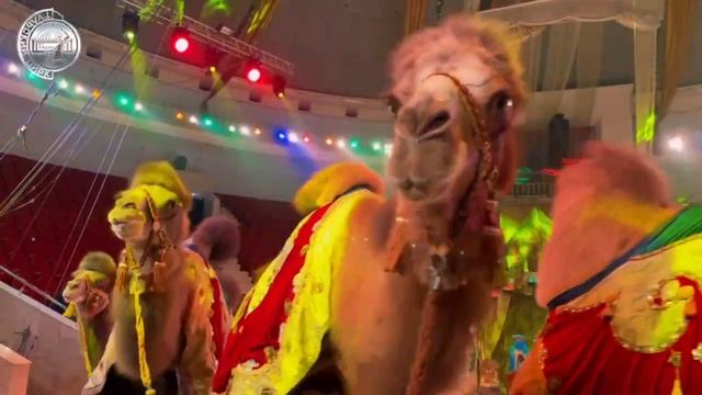 Бегемот, верблюды и крокодилы: в Тульском цирке презентовали «Тропик-шоу» смотреть онлайн