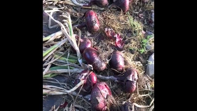 КАК ВЫРАСТИТЬ ЯЛТИНСКИЙ ЛУК В СРЕДНЕЙ ПОЛОСЕ РОССИИ !!! смотреть онлайн