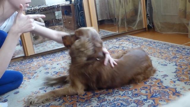 КАК НАУЧИТЬ СОБАКУ КОМАНДЕ УМРИ~ОБУЧАЛКА~Spaniel Charli~ смотреть онлайн