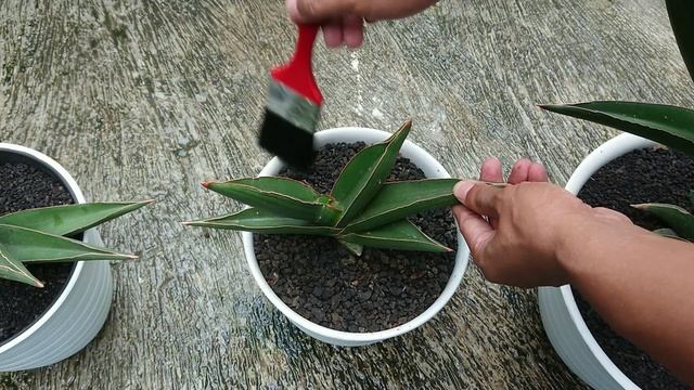 Sansevieria Care || Perawatan Sansevieria Ehrenbergii Samurai Dwarf