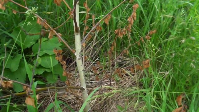 Как прессовать березовые веники, секреты изготовления березовых веников, Березовые веники смотреть онлайн