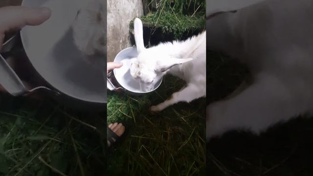 Выпаивание цапа зааненской породы молоком смотреть онлайн