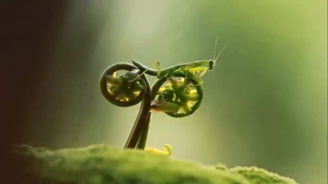 Красота природы и животного мира