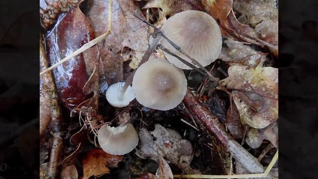 Spaziergang auf dem Tannenberg - 14.05.23 - Little walk on the Tannenberg - Βόλτα στο Tannenberg смотреть онлайн