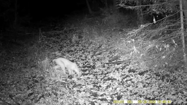 Рысь на фотоловушку смотреть онлайн