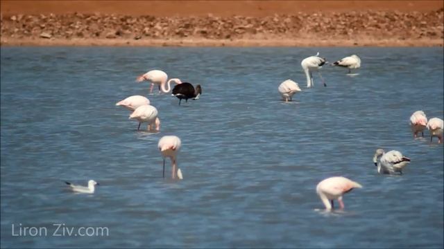 Black Flamingo