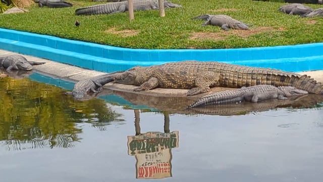 Snowy Egret Walks Past Nile Crocodile & Huge Alligators on Palm Tree Island at Gatorland! Orlando смотреть онлайн