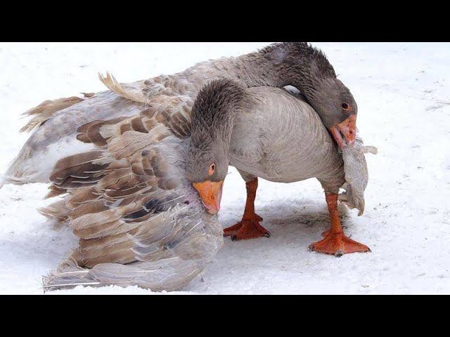 ПОМОГИТЕ !! Гусак бьет гусыню / Гусыню выгнали из стада / Что делать ?