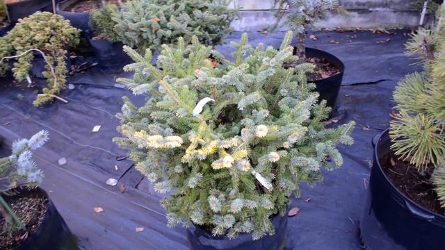 picea sitchensis sugar roaf　売却済 смотреть онлайн