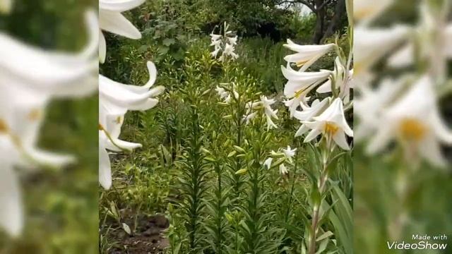 Лилия белая лекарственная, кандидум #лилия#лилиябелая#кандидум, лилиялекарственная смотреть онлайн