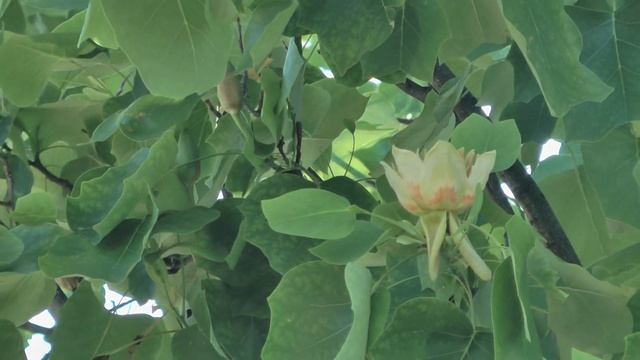 Тюльпановое дерево смотреть онлайн