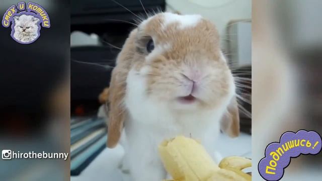 Кролик Ест Банан - МИЛОТА !!! смотреть онлайн