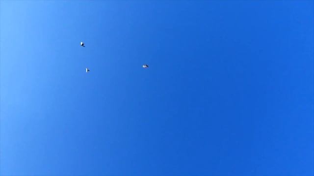 ПОЛЕТЫ НИКОЛАЕВСКИХ ГОЛУБЕЙ 04.06.2023 ТЕЛЕФОН +380988140345 смотреть онлайн