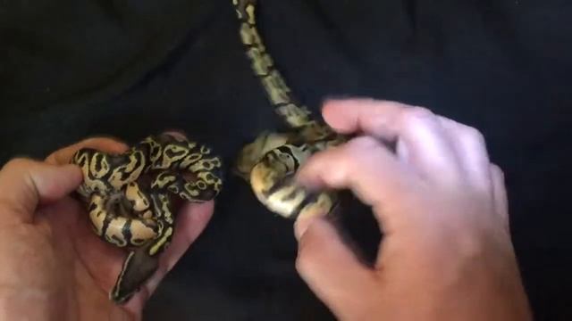 2018 CLUTCH: PASTEL TRICK x PINSTRIPE Ball Python POST-SHED video! смотреть онлайн