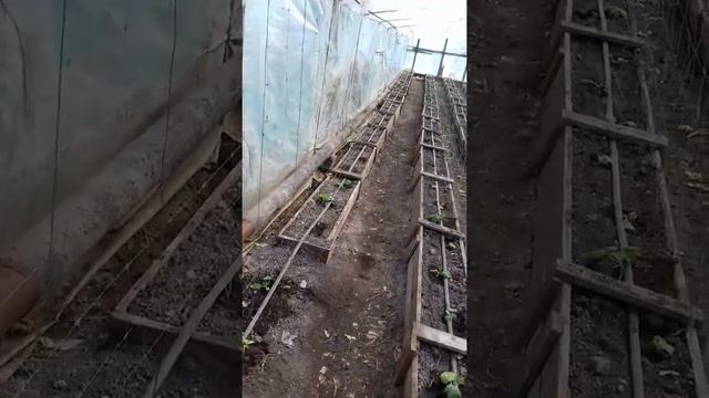 Мыши съедают рассаду огурцов в теплице. Что с этим делать я уже не знаю. 16.03.2022г. смотреть онлайн