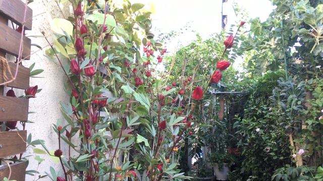 How To Grow & Harvest Roselle + GIVEAWAY! смотреть онлайн