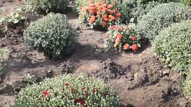 Хризантема корейская и мультифлора почтой России.Часть 2я. смотреть онлайн